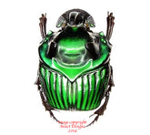 Oxysternon conspicillatum (Peru)
